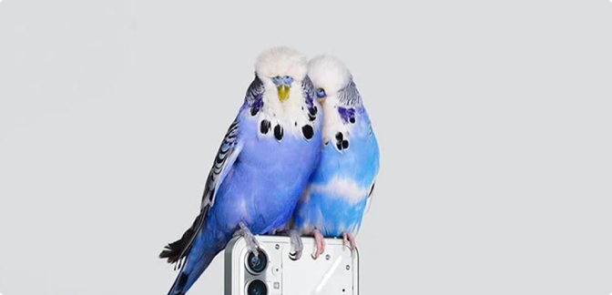 parrots picture